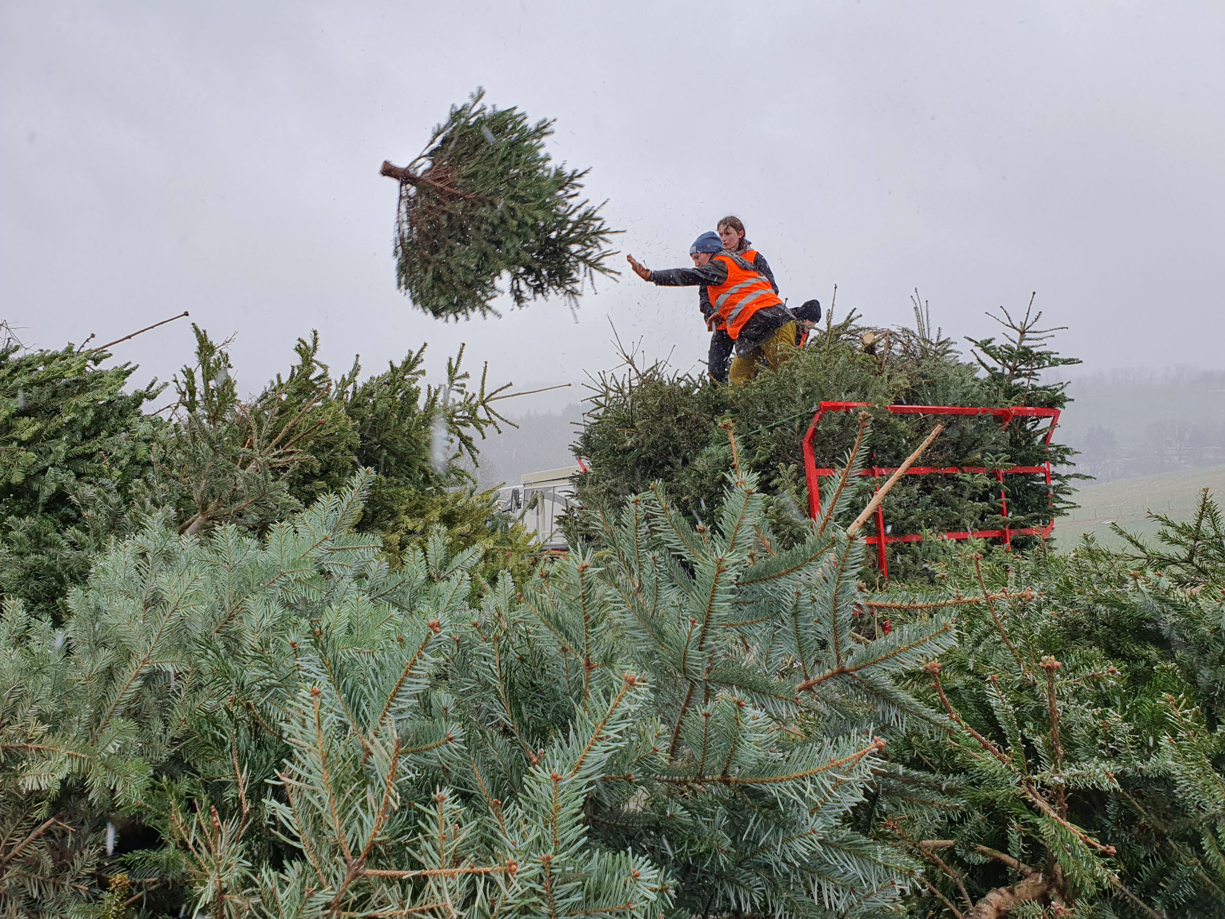 Weihnachtsbaumsammlung_2024_3