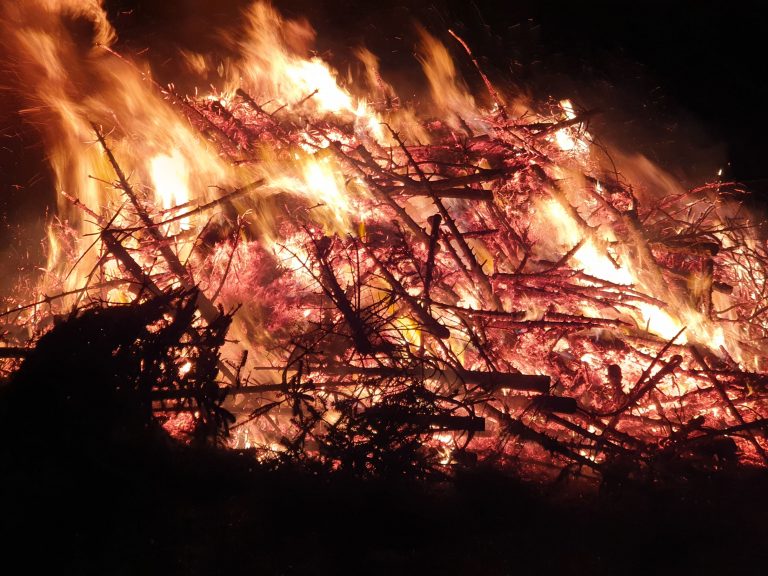 Mehr über den Artikel erfahren Weihnachtsbaumsammlung 2024